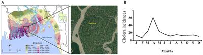 Prevalence of Vibrio cholerae in Coastal Alternative Supplies of Drinking Water and Association with Bacillus-Like Spore Formers